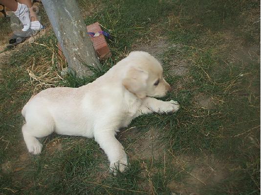 PoulaTo: Πουλάω όμορφα labrador κουτάβια